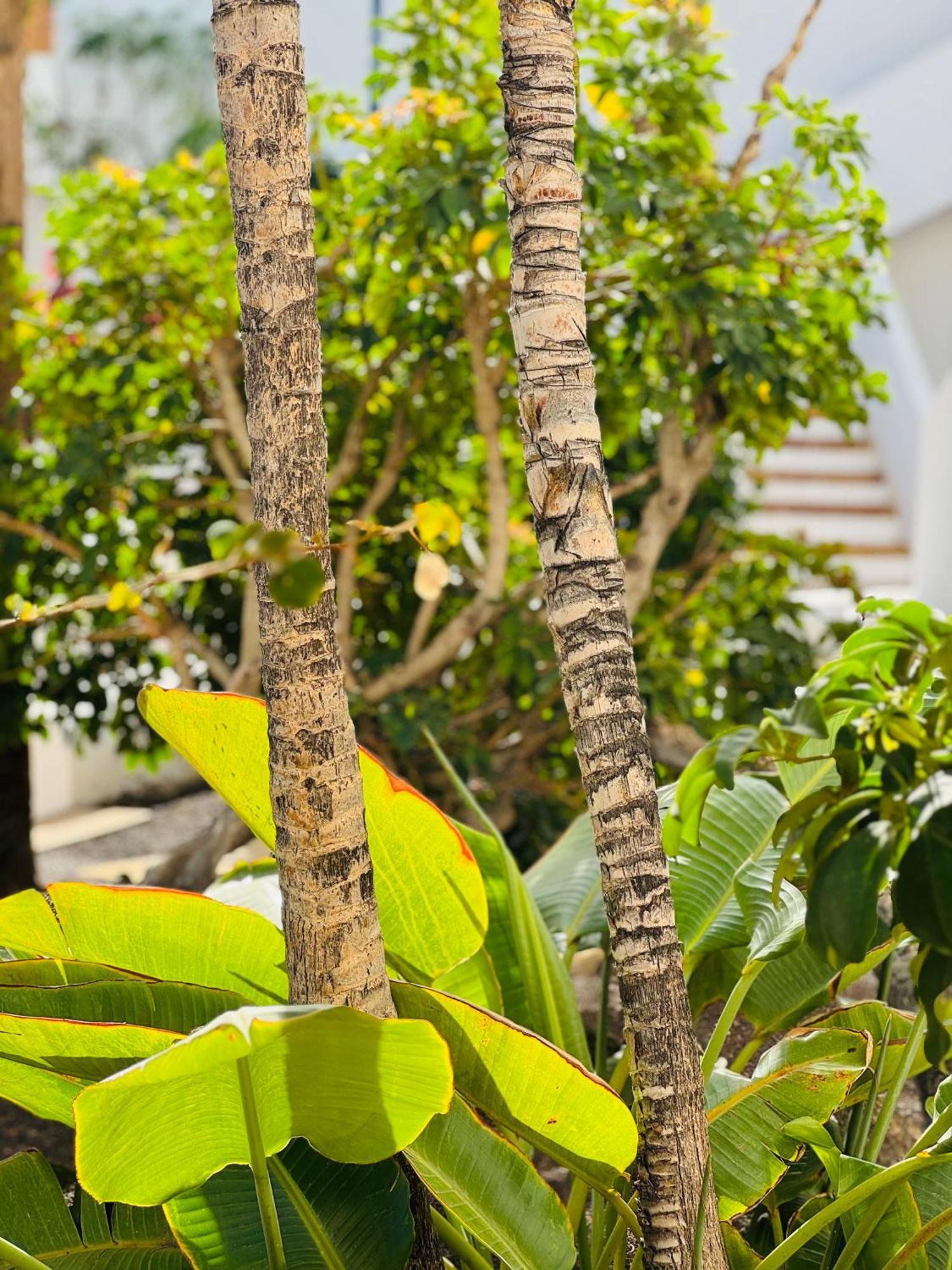 Garden City Private Apartment Costa Adeje Playa Feñabe 외부 사진